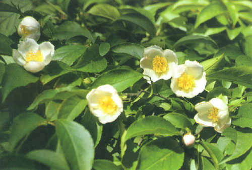  p>毛瓣金花茶(学名: i>camellia pubipetala /i> wan et huang)是