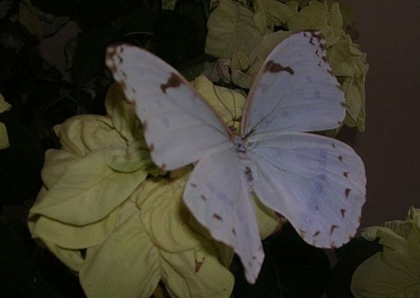  p>大白闪蝶(学名:morpho luna),鳞翅目 a href="#">蛱蝶科 /a>闪蝶属