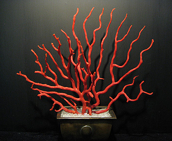 红珊瑚盆景
