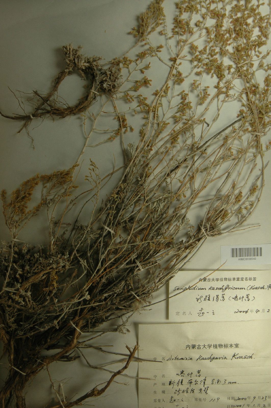  p>新疆绢蒿(学名: i>seriphidium kaschgaricum /i> (krasch.