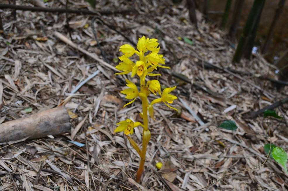  p> b>无叶兰属 /b>(学名: i>aphyllorchis /i>)是兰科下的一个属,为