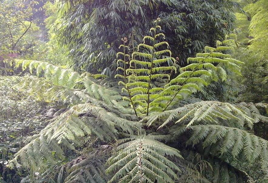  p>阴生桫椤(学名: i>alsophila latebrosa /i>),为真蕨目 a href="#"