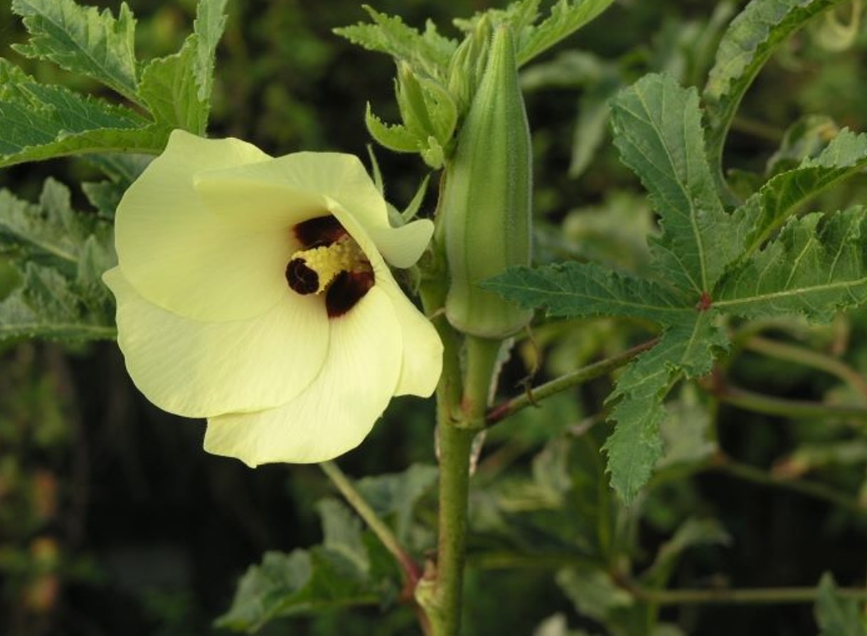  p>芸薹属(brassica)是一个十字花科下的属.