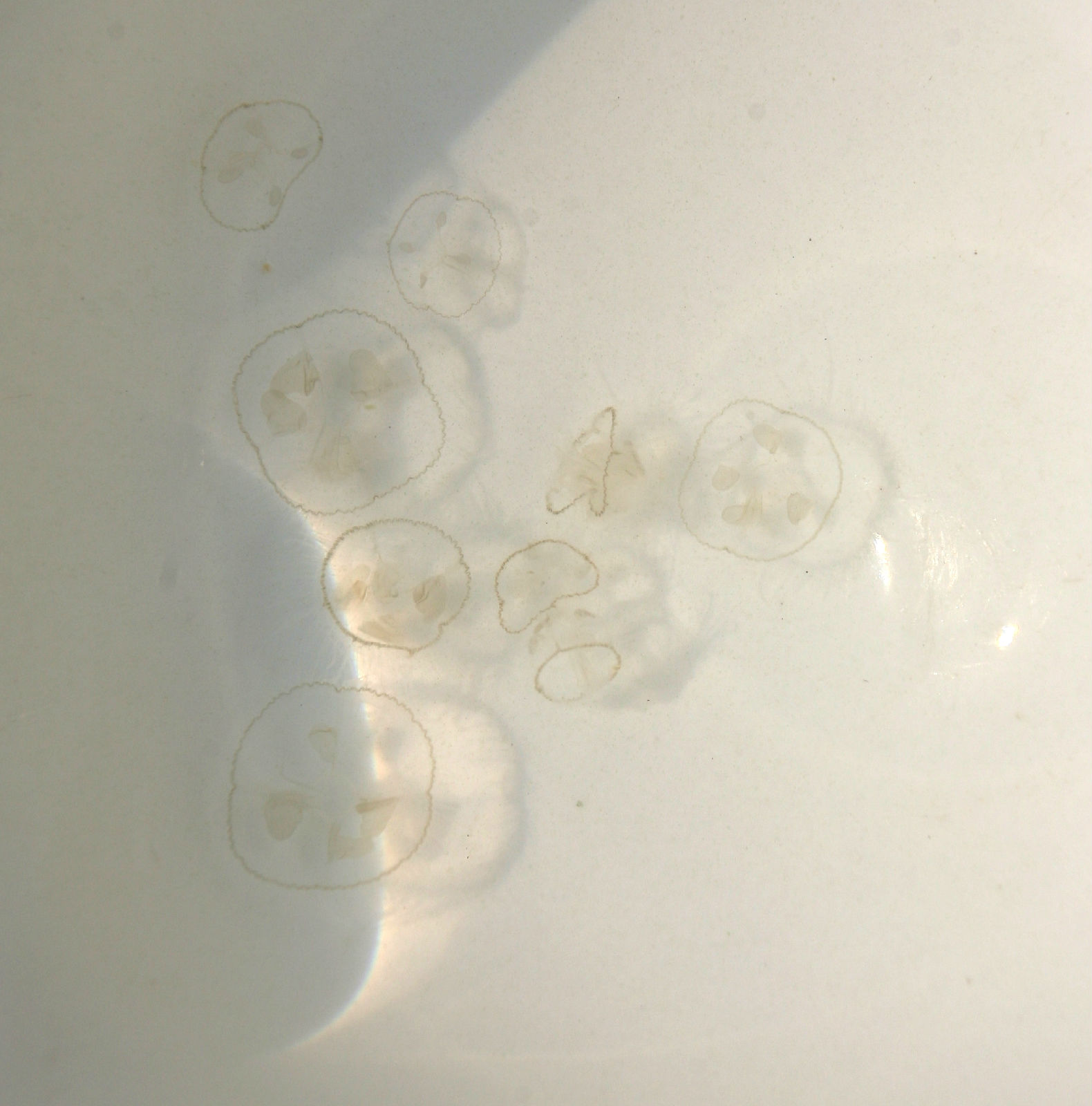  p> a target="_blank" href="/item/桃花水母/1314788" data-lemmaid