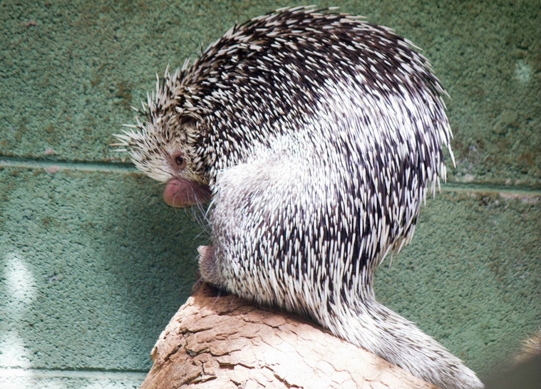  p>开普敦豪猪(学名: i>hystrix africaeaustralis /i>):又称南非豪猪