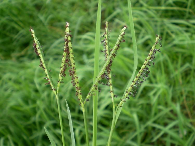 scribn.)是禾本科,雀稗属多年生.