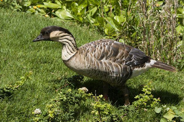  p>夏威夷黑雁(学名: i>branta sandvicensis /i>)属 a href="#">雁形