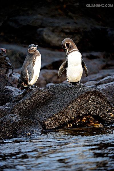 加拉帕戈斯企鹅