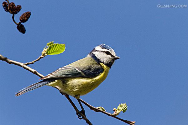 cyanistes caeruleus