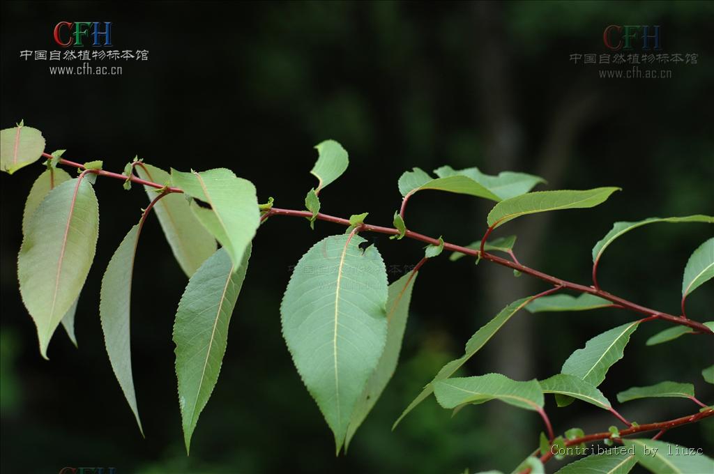  p>腺柳(学名: salix chaenomeloides kimura)小 a href="#" data