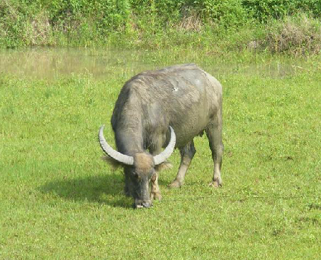  p>水牛尾,中药名.为牛科动物水牛 i>bubalus bubalis  /i>linnaeus.