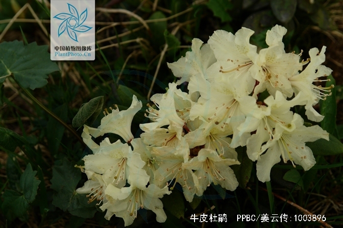  p>牛皮杜鹃(学名: i>rhododendron aureum /i> georgi):常绿矮小 a