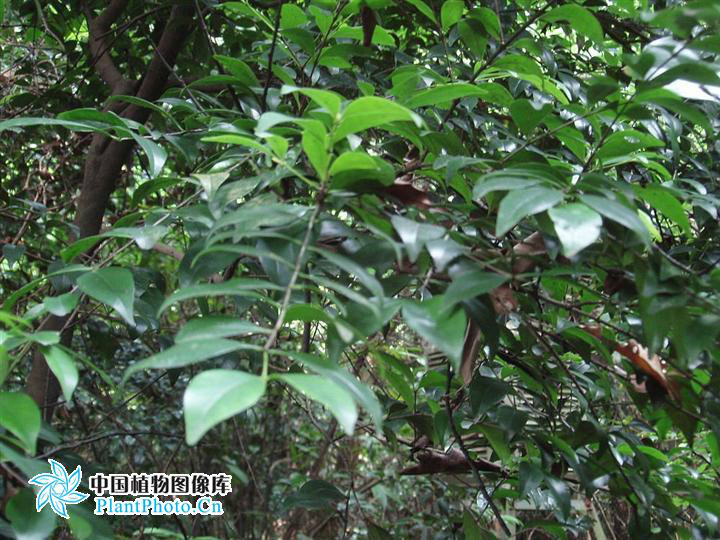  p>黑叶谷木(学名: i>memecylon nigrescens /i>),为 a data-lemmaid=