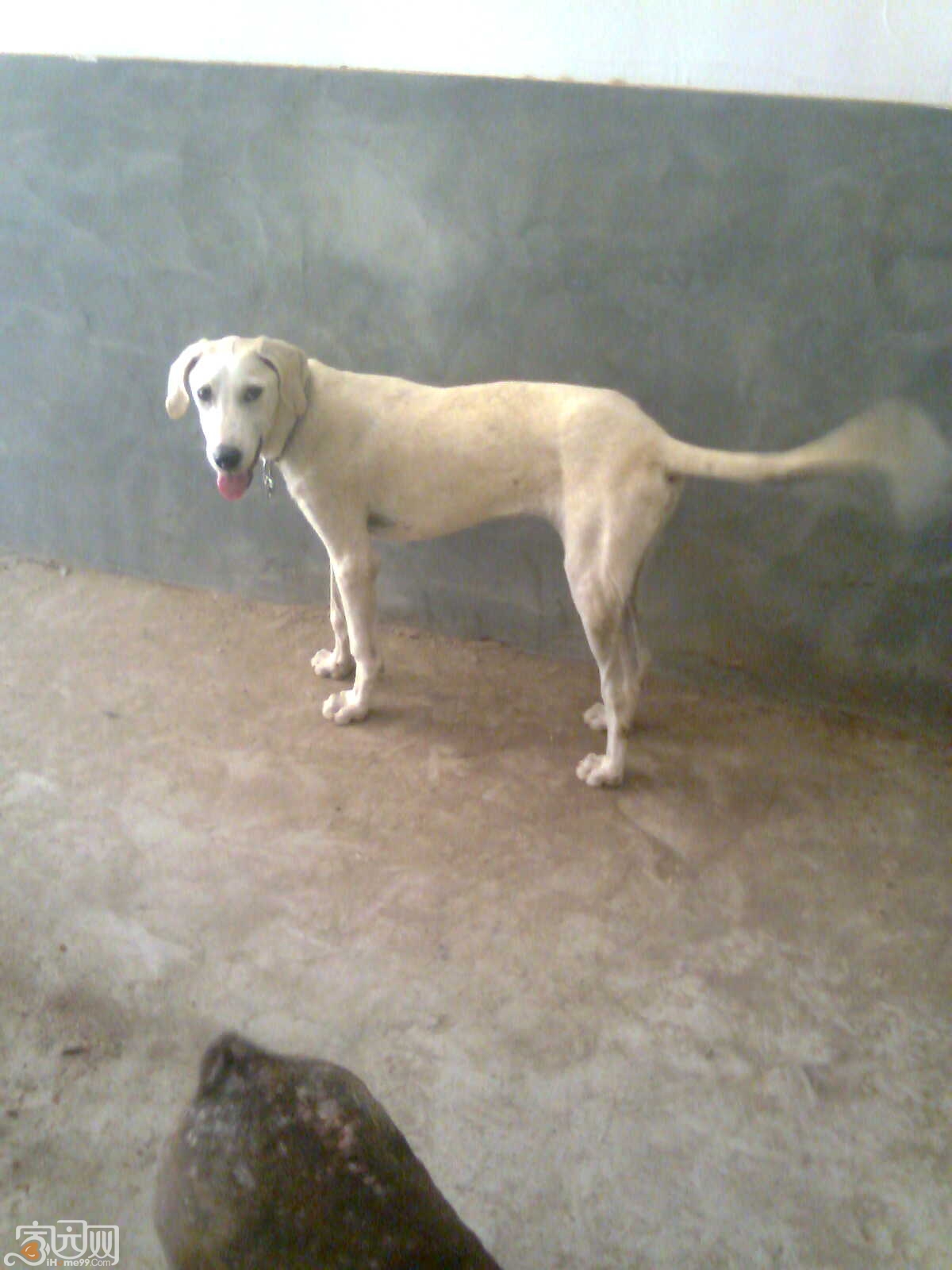  p>蒙古细犬(契丹猎犬)体型高大健壮,速度快,嗅觉灵敏,搏斗能力强大