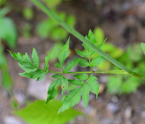 绿花山芹