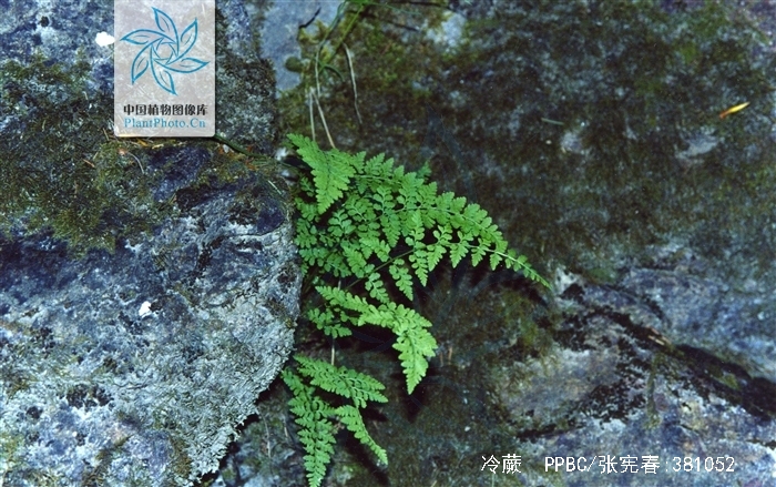 为鳞毛蕨科植物宝兴耳蕨 i>polystichum moupinense /i>(franch.
