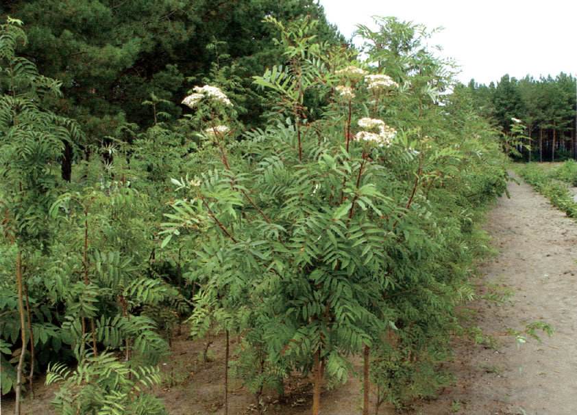  p>滇缅花楸(学名: i>sorbus thomsonii /i> (king ex hook.f.