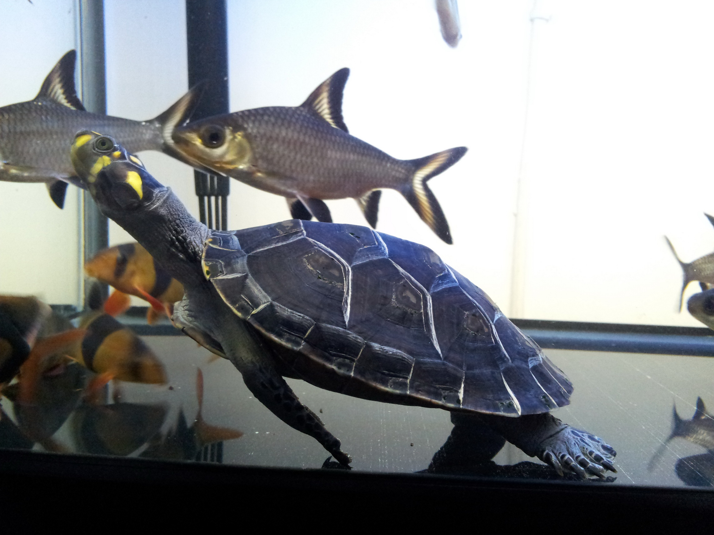  p>黄头侧颈龟(学名: i>podocnemis unifilis /i>)是侧颈龟科,南美侧