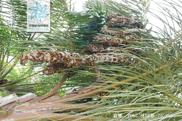  p>酒椰(学名: i>raphia vinifera /i> beauv.