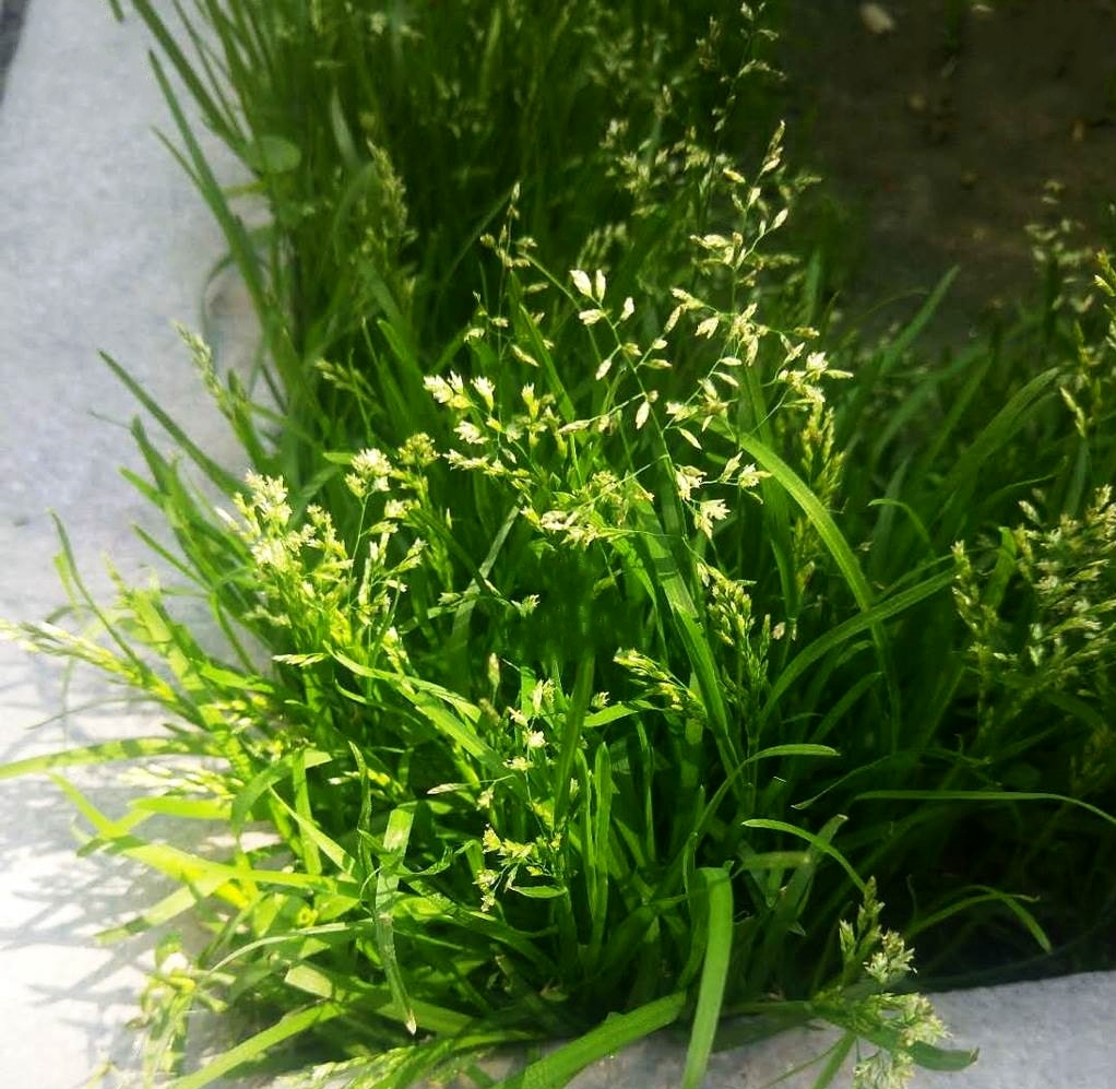  p>早熟禾(学名: i>poa annua /i> l.