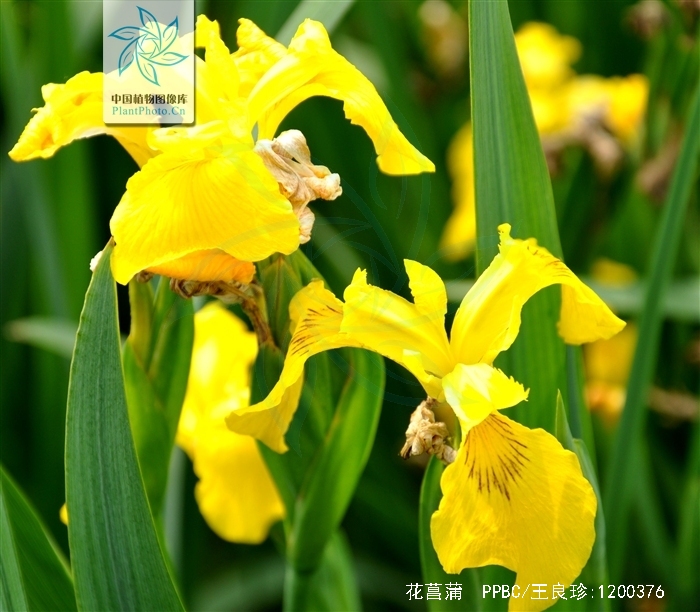  p>花菖蒲(学名: i>iris ensata   /i>var.