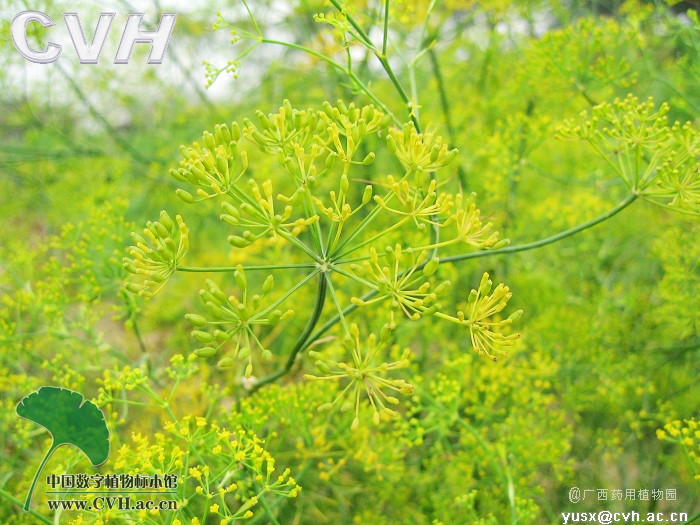  p>茴香(学名: i>foeniculum vulgare /i> mill.)伞形科草本,高0.