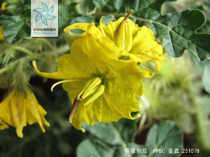  p>黄花刺茄(学名: i>solanum  rostratum   /i>dunal)是茄科,茄属