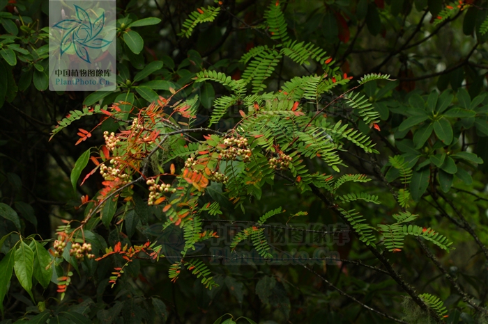  p>川滇花楸(学名:sorbus vilmorinii c. k. schneid.