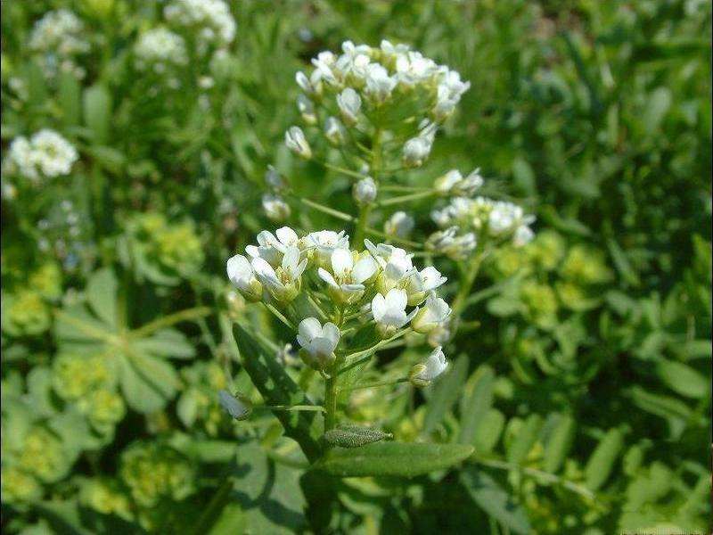  p data-id="gnaspgq41i">白花菜子别名臭菜,臭花菜,羊角菜来源 a