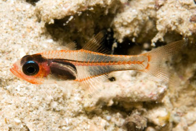  p>红天竺鲷, i>apogon coccineus /i> (rüppell, 1838), a target="