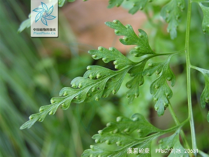  p>溪洞碗蕨(学名: i>dennstaedtia wilfordii /i> (moore) christ)是