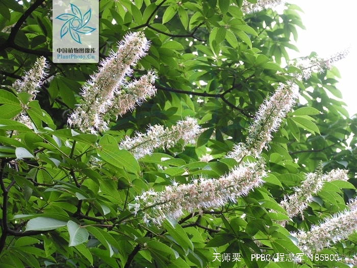 亦称"猴板栗",是 a data-lemmaid="6744213">无患子目 /a>, a href