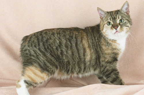  p>马恩岛猫(英文名称:manx),为一种原产于英国 a href="#" data