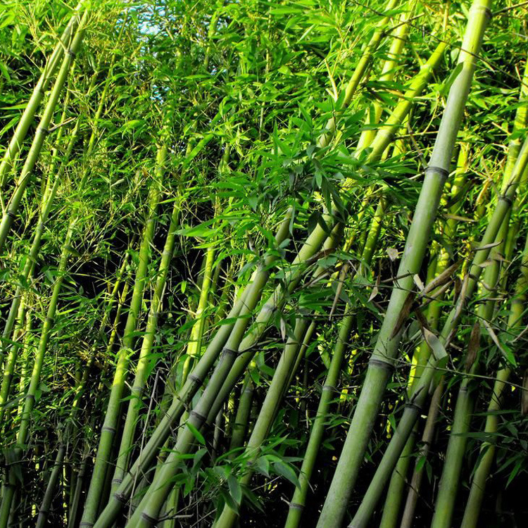  p>碧玉间黄金竹是 a href="#" data-lemmaid="2458872">禾本科 /a>