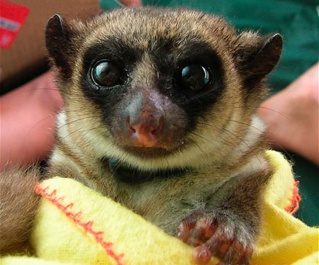  p>鼠狐猴(学名: i>cheirogaleus major /i>),体长167-264毫米,是一种