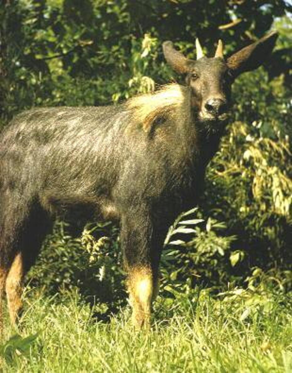 鬣羚-出没于悬崖峭壁间的食草动物