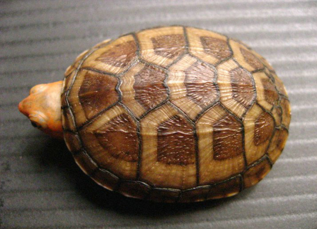  p>黄泥龟是现存最古老的爬行动物之一.