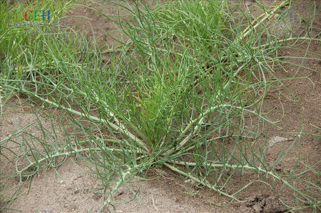  p>沙芥属, a href="#" data-lemmaid="282107">十字花科 /a>,属下5种