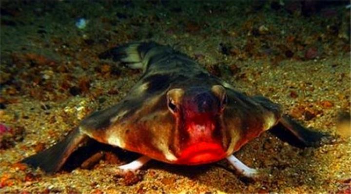  p>红唇蝙蝠鱼(学名: i>ogcocephalus darwini 