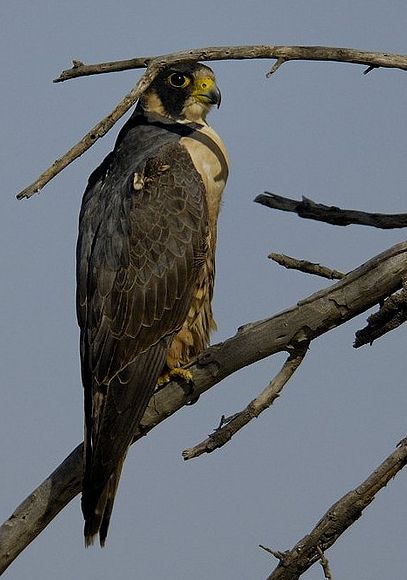  p>游隼南方亚种是游隼的亚种之一,体长约40厘米,翼展大约80至120厘米