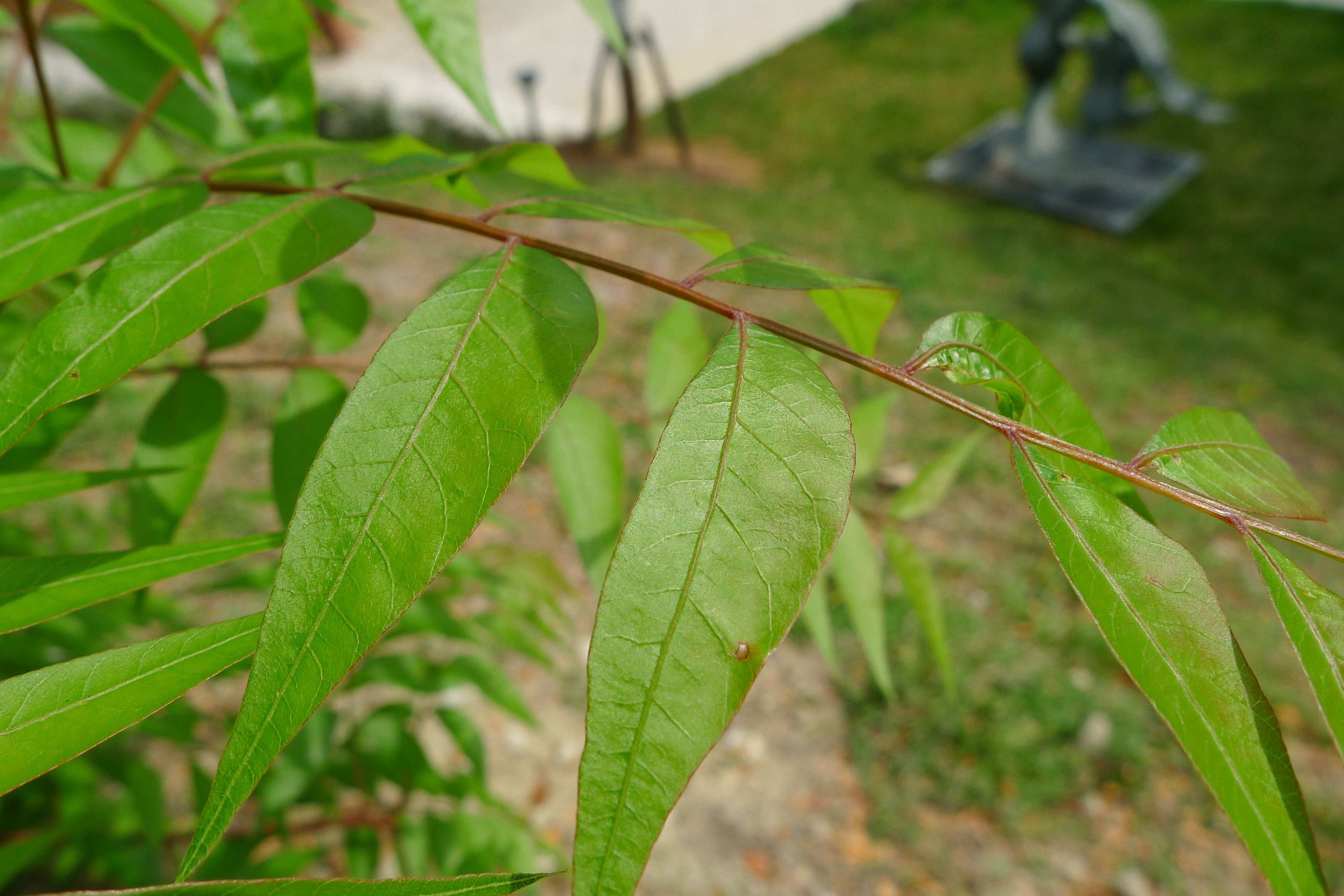  p>黄连木(学名: i>pistacia chinensis /i> bunge)是漆树科,黄连木属