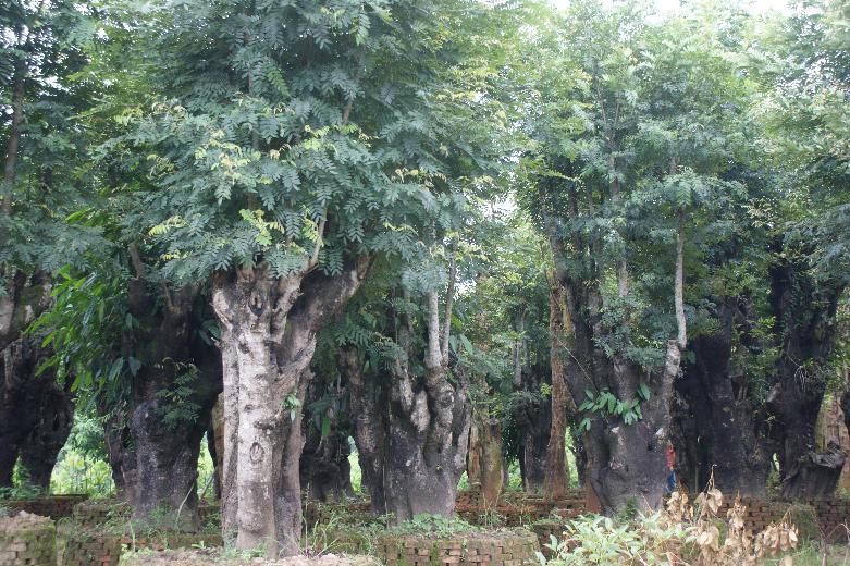 黑檀(dalbergia nigra) a target="_blank" href="/item/大乔木