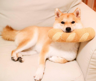 养一只忠诚的柴犬 你准备好了吗 百科ta说