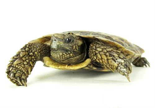 的陆龟,如果没有见过它,那么光听名字或许对它们的外形就会有个概念