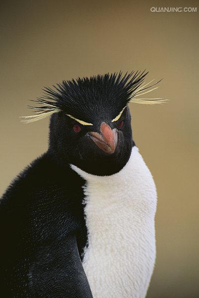 sclateri),凤头黄眉企鹅(e.chrysocome), a