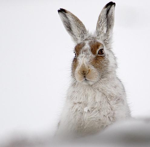  i>lepus timidus /i>),是寒带,亚寒带代表动物之一,是一类个体较大的