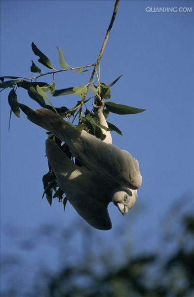  p>小凤头鹦鹉(学名 : i>cacatua sanguinea /i>)是 a href="#">鹦形