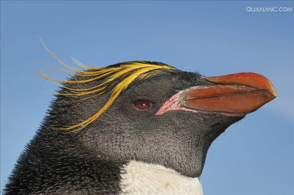 角企鹅属(eudyptes)