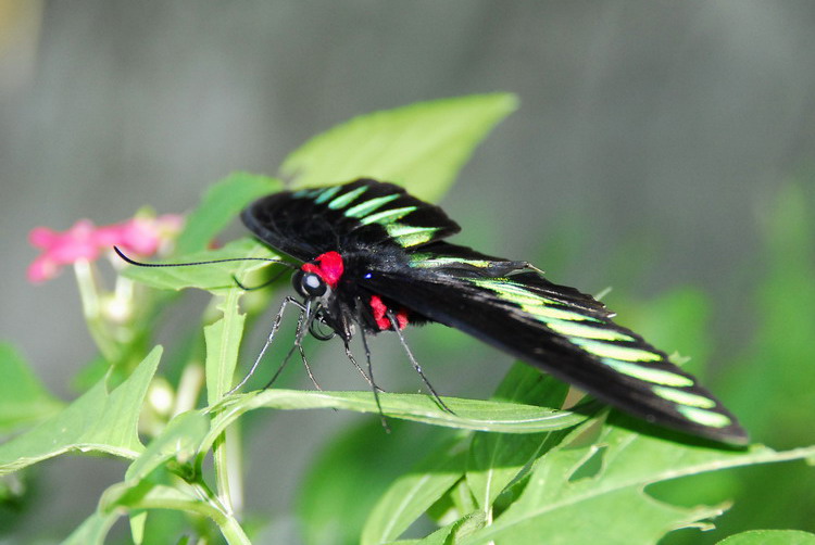 翠叶红颈凤蝶指名亚种