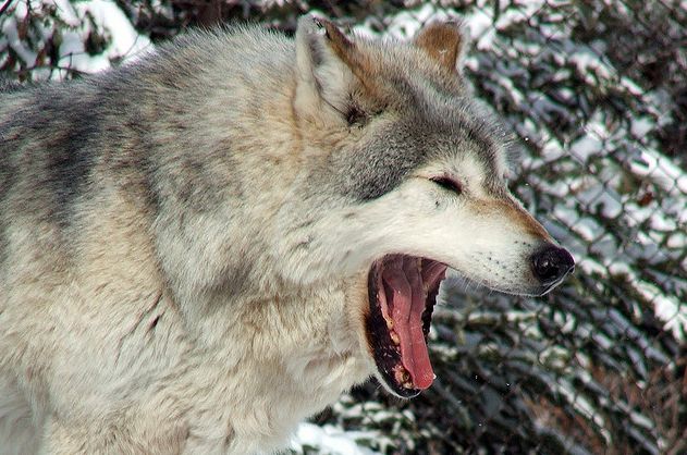  p>大平原狼(学名: i>canis lupus nubilus /i>)是灰狼的 a target="